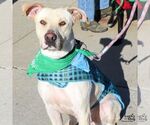 Small #5 Labrador Retriever-Retriever  Mix