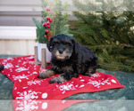 Small Photo #21 Mutt-Schnauzer (Miniature) Mix Puppy For Sale in DOVER, PA, USA