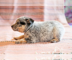 Small Photo #22 Cowboy Corgi Puppy For Sale in HOPKINSVILLE, KY, USA