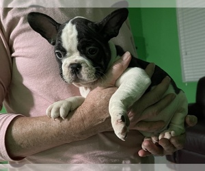 French Bulldog Puppy for sale in MIAMI, FL, USA