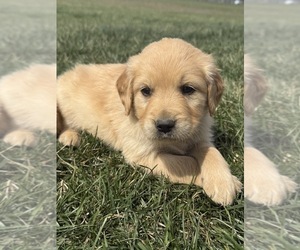 Golden Retriever Puppy for sale in FORDLAND, MO, USA