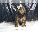 Puppy Tucker F1B Goldendoodle (Miniature)
