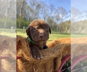 Labrador Retriever Puppy for sale in NEOLA, WV, USA