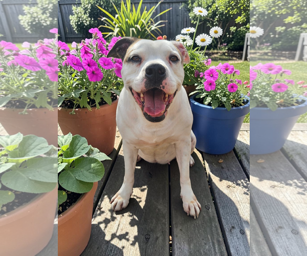 Medium Photo #31 Bullboxer Pit Puppy For Sale in McKinney, TX, USA