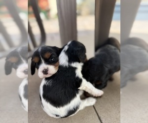 Cavapoo (Miniature) Litter for sale in SAINT FRANCIS, MN, USA