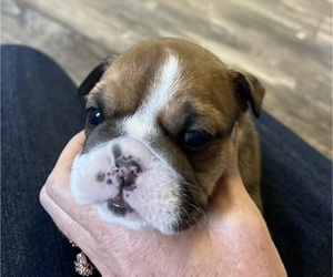 English Bulldog Puppy for sale in DALLAS, TX, USA