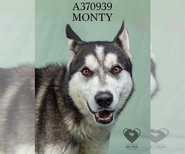 Medium Photo #2 Siberian Husky Puppy For Sale in Stockton, CA, USA