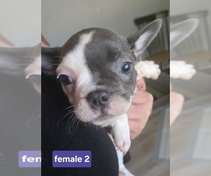 Faux Frenchbo Bulldog Puppy for sale in ROSCOMMON, MI, USA