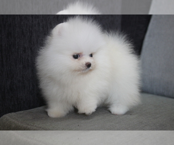 Medium Photo #8 Pomeranian Puppy For Sale in LOS ANGELES, CA, USA