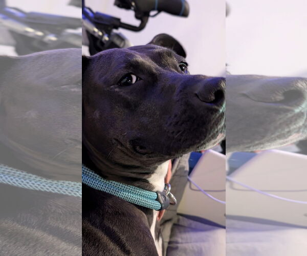 Medium Photo #2 American Pit Bull Terrier-Unknown Mix Puppy For Sale in Germantown, OH, USA