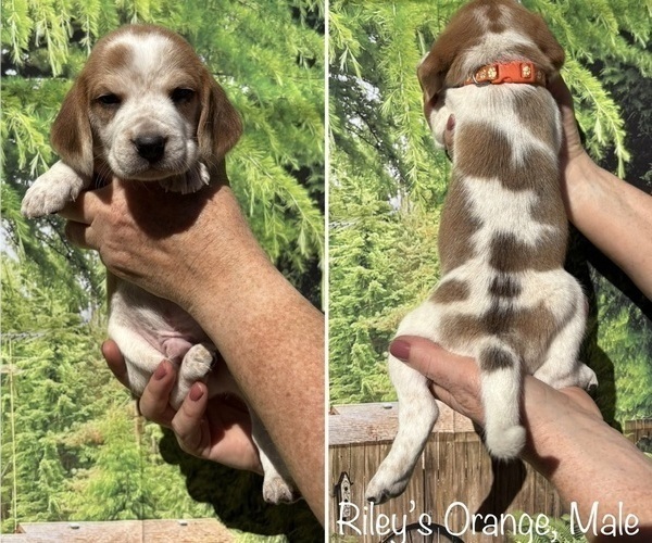 Medium Photo #7 Beagle Puppy For Sale in BROWNSVILLE, OR, USA