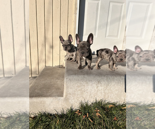 Medium Photo #1 French Bulldog Puppy For Sale in SALT LAKE CITY, UT, USA