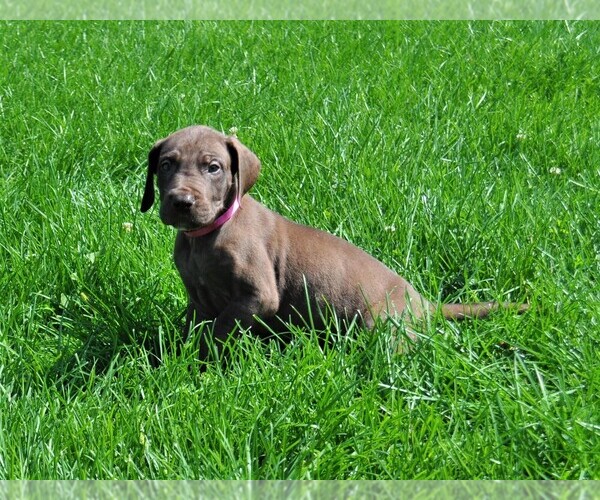 Medium Photo #8 Great Dane Puppy For Sale in BANGOR, WI, USA