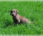Small Photo #8 Great Dane Puppy For Sale in BANGOR, WI, USA