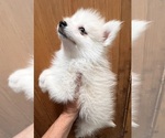Small Photo #34 Pomsky Puppy For Sale in GOLDEN VALLEY, AZ, USA