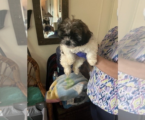 Medium Photo #1 Shorkie Tzu Puppy For Sale in LEBANON, OR, USA