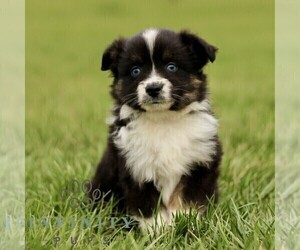 Australian Shepherd Puppy for sale in NEW PROVIDENCE, PA, USA