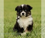 Small Australian Shepherd