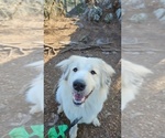Small Photo #1 German Shorthaired Pointer-Great Pyrenees Mix Puppy For Sale in CHARLOTTE, NC, USA