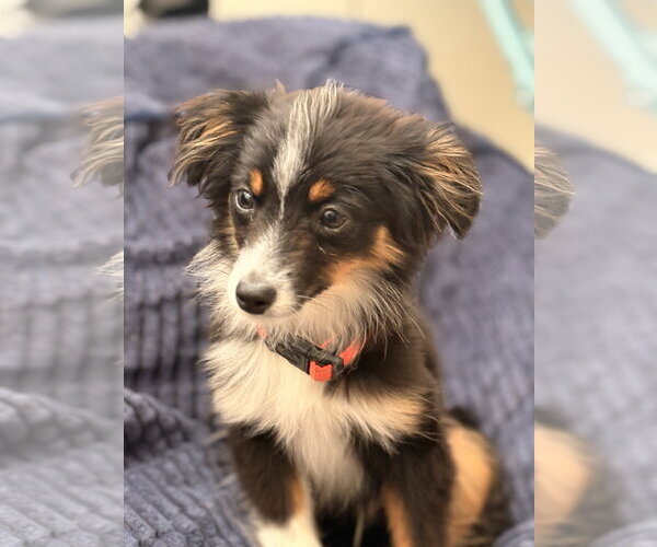 Medium Photo #2 Australian Shepherd-Unknown Mix Puppy For Sale in Fort Collins, CO, USA