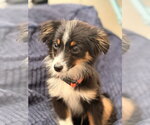 Small #1 Australian Shepherd Mix