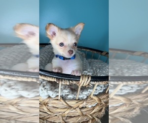 Chihuahua Puppy for sale in CHARLOTTE, NC, USA