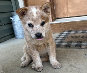 Australian Cattle Dog Puppy for sale in MOUNT PLEASANT, NC, USA