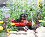 Small #2 Yorkshire Terrier