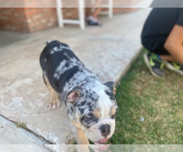 Medium Photo #3 Bulldog Puppy For Sale in NORCO, CA, USA