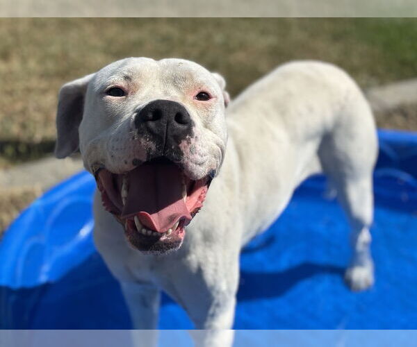Medium Photo #1 Argentinian Mastiff Puppy For Sale in Yoder, CO, USA