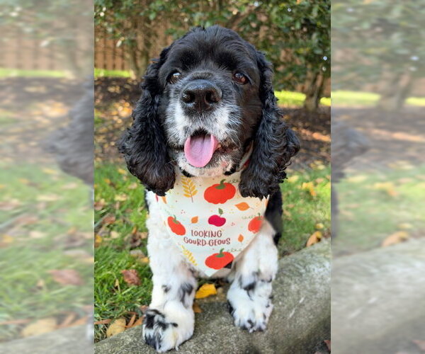 Medium Photo #6 Cocker Spaniel Puppy For Sale in Arlington, VA, USA