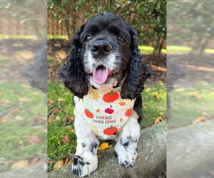 Molly - Female Cocker Spaniel Dog for Adoption - Photo #6