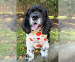 Small Photo #6 Cocker Spaniel Puppy For Sale in Arlington, VA, USA