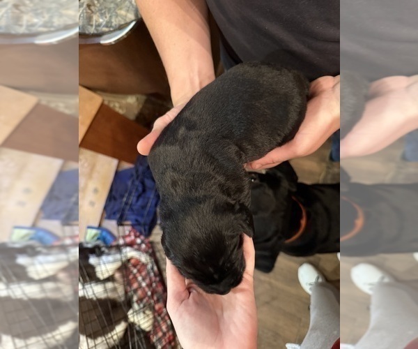 Medium Photo #3 Labradinger Puppy For Sale in NEW CONCORD, OH, USA