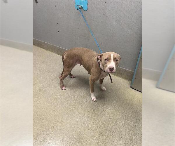 Medium Photo #1 Mutt Puppy For Sale in Las Vegas, NV, USA