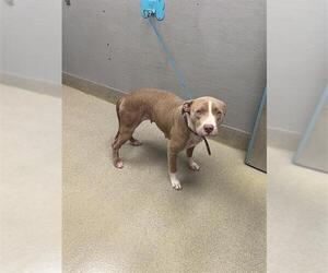 Mutt Dogs for adoption in Las Vegas, NV, USA