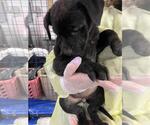 Small #1 American Pit Bull Terrier-Black Mouth Cur Mix