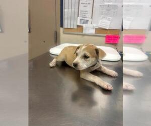 American Pit Bull Terrier-Unknown Mix Dogs for adoption in Conroe, TX, USA