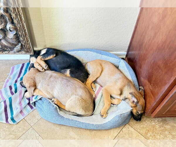 Medium Photo #7 Mutt Puppy For Sale in Dana Point, CA, USA