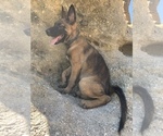 Small Photo #2 Malinois Puppy For Sale in COLORADO SPRINGS, CO, USA