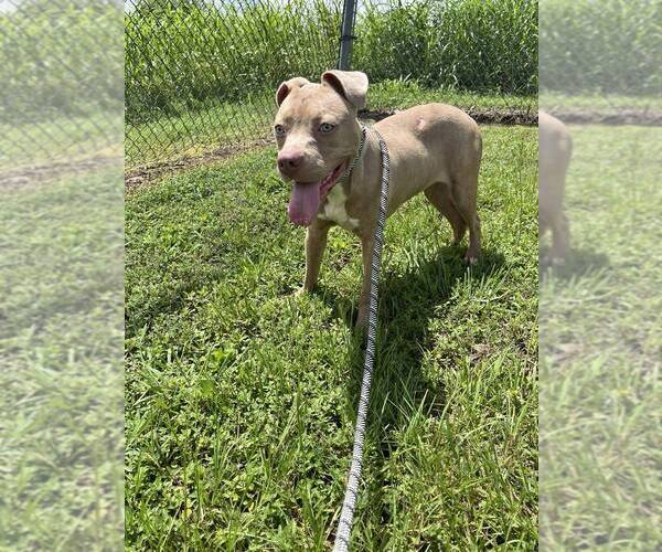 Medium Photo #6 Mutt Puppy For Sale in Abbeville, LA, USA