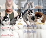 Small Photo #10 Siberian Husky Puppy For Sale in LEHIGHTON, PA, USA