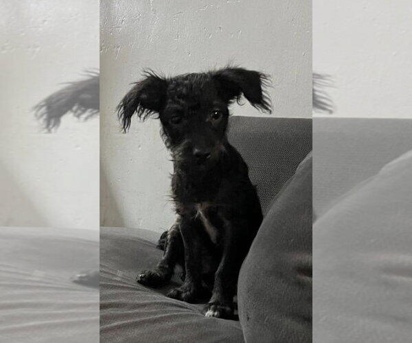 Medium Photo #6 Mutt Puppy For Sale in San Diego, CA, USA