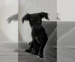 Small #5 Mutt