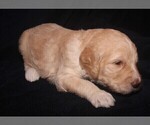 Puppy 6 Labradoodle