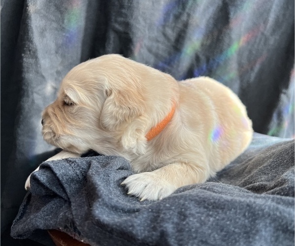 Medium Photo #4 Golden Retriever Puppy For Sale in ALPENA, MI, USA