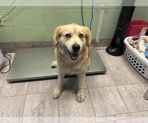 Great Pyrenees-Unknown Mix Dogs for adoption in Grand Prairie, TX, USA