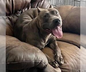 American Pit Bull Terrier-Bulldog Mix Dogs for adoption in Rockwall, TX, USA