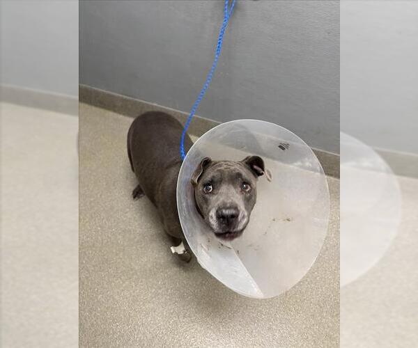 Medium Photo #1 American Pit Bull Terrier-Unknown Mix Puppy For Sale in Las Vegas, NV, USA