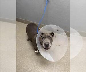 Medium American Pit Bull Terrier Mix